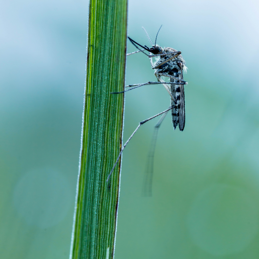Tiger Mosquito Alert: Protect Your Family Naturally